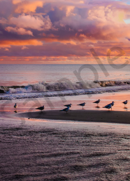 Sunset Gulls Photography Art | Mason & Mason Images