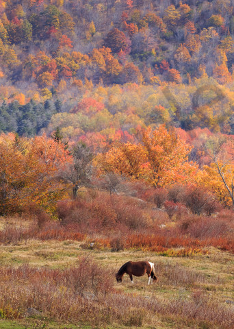 Mountain Wall Art: Grazing in a Colorful Meadow