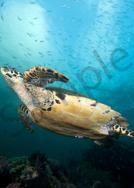 Hawksbill Turtle Soars above the Reef