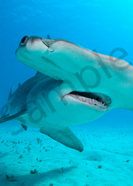 Great Hammerhead Shark Approaching Closely

Shot in Bahamas