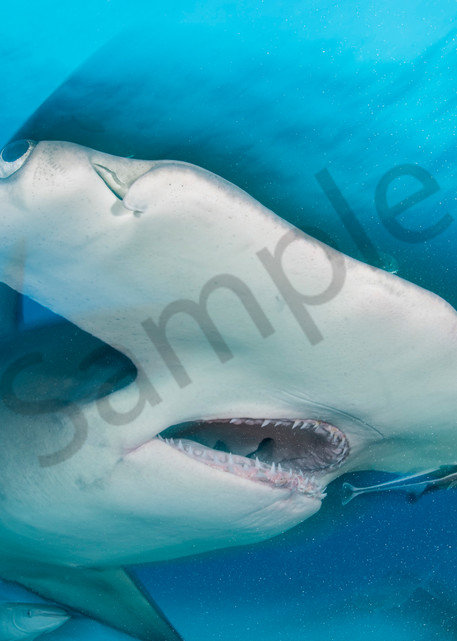 Great Hammerhead Shark, blurred

Shot in Bimini, Bahamas