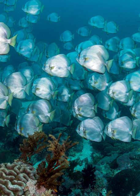 Large school of Longfin Spadefish

Shot in Indonesia