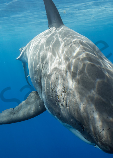 Shark Photography | Lucy Up Close by Leighton Lum