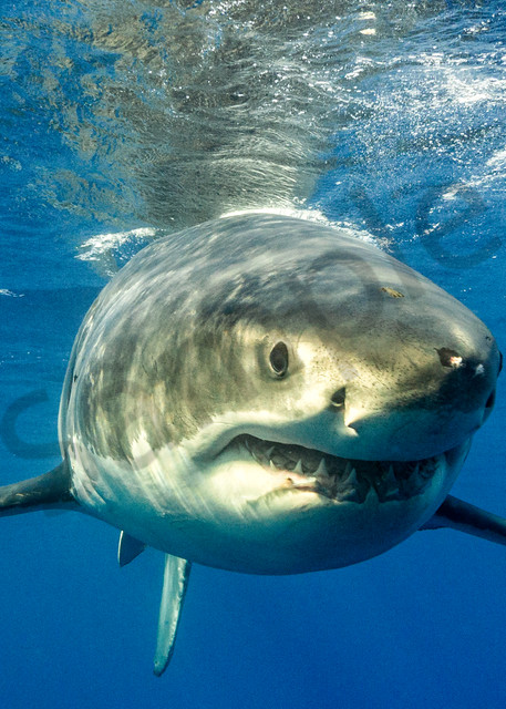 Shark Photography | Close Up with a White Shark by Leighton Lum