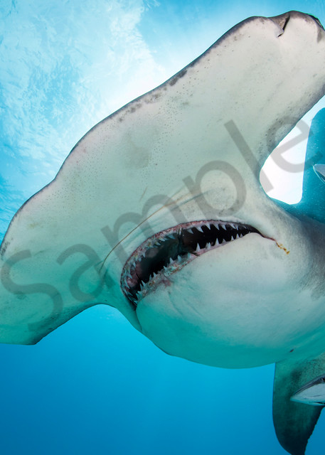 Great Hammerhead Shark eating bait

Shot in Bimini, Bahamas