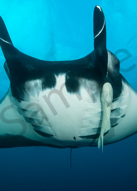Giant Manta Ray

Shot in Mexico