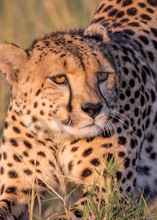 Downward Facing Cheetah Photography Art | Barb Gonzalez Photography