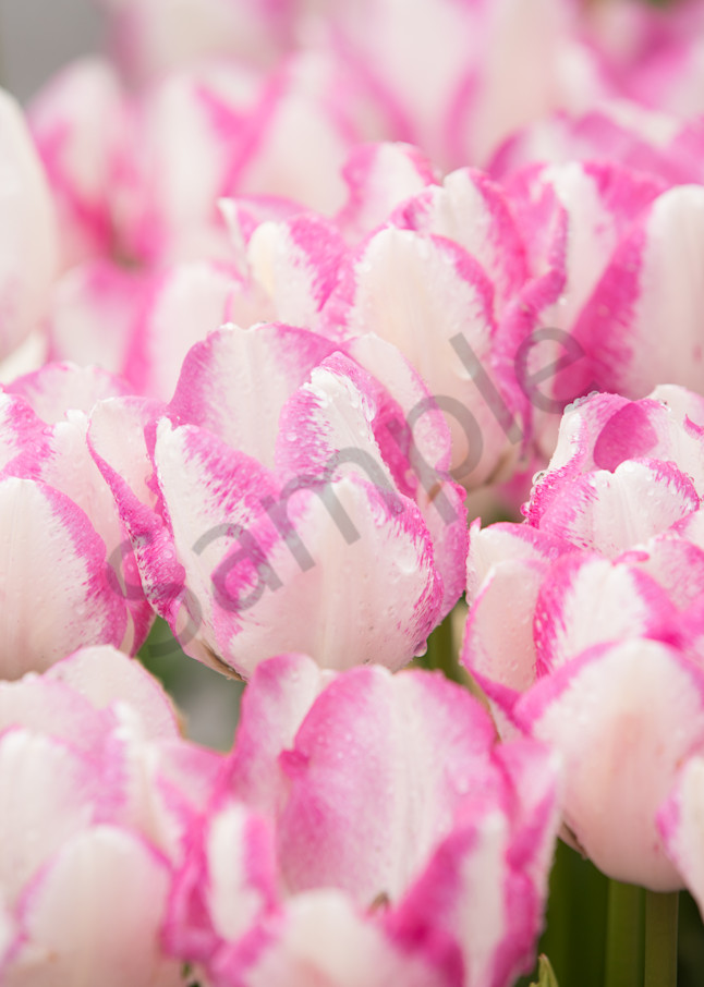Pink Edged Tulips Photography Art | Barb Gonzalez Photography