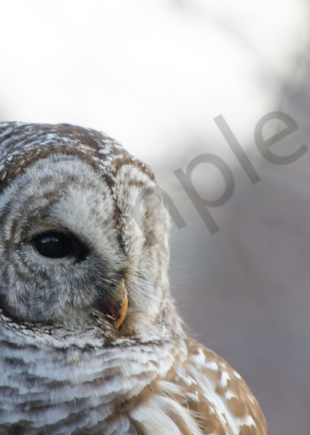 Barred Owl 1 Photography Art | Barb Gonzalez Photography