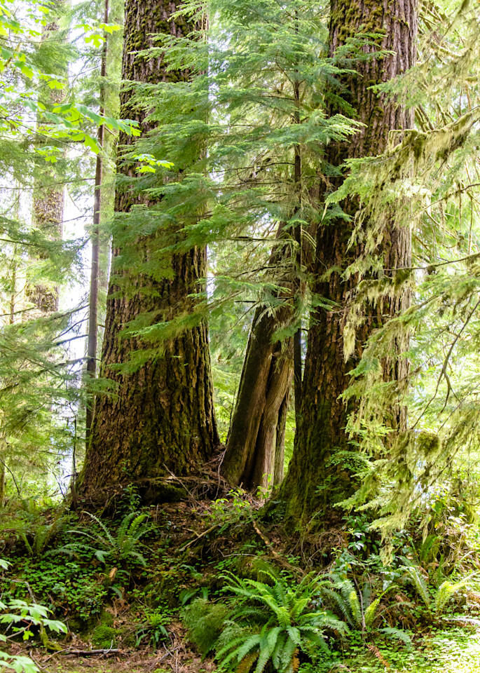 Ferns And Firs  Olympic National Forest  Photography Art | Barb Gonzalez Photography