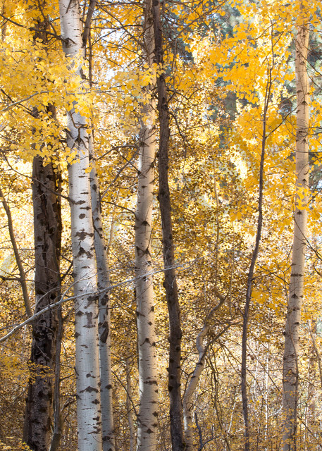 Golden Aspen Forest Photo for sale | Barb Gonzalez Photography