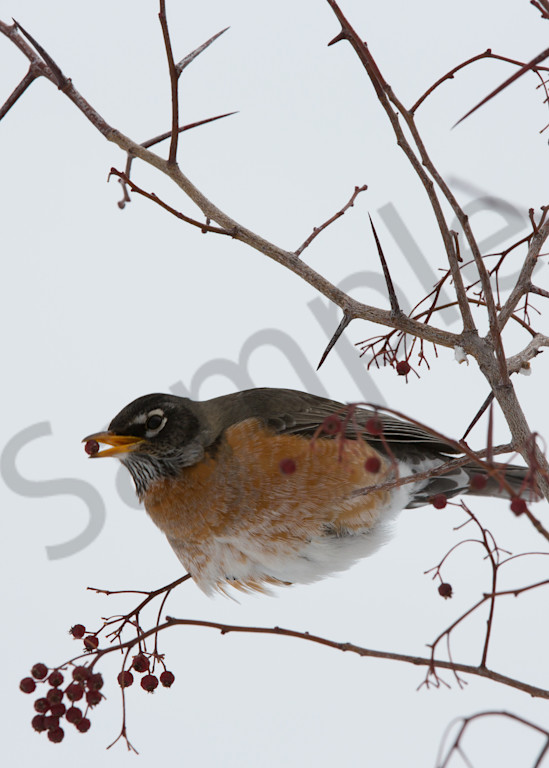 Robin With Berry Photography Art | Barb Gonzalez Photography