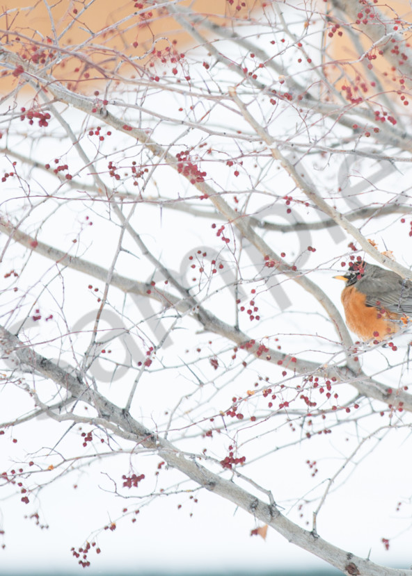 Robin In Winter Photography Art | Barb Gonzalez Photography