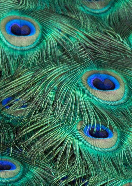 Pattern of peacock tail feathers photo for sale by Barb Gonzalez Photography