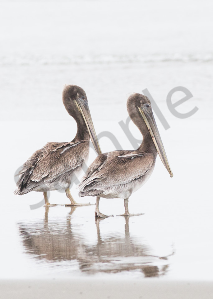 Pelican Duo Photography Art | Barb Gonzalez Photography