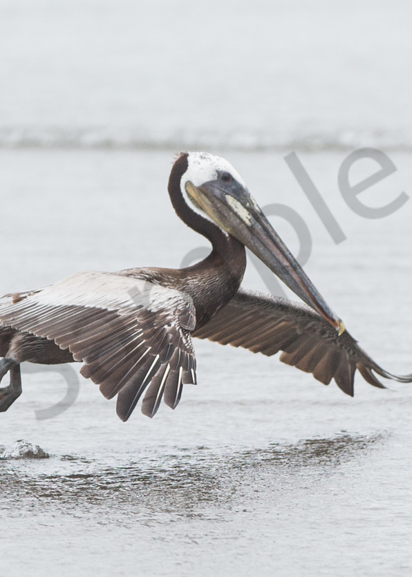 Brown Pelican takeoff photo