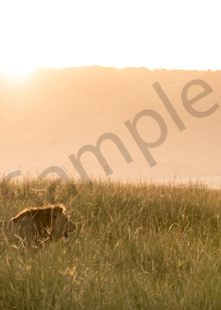 Lion In The Grass  Sunset Photography Art | Barb Gonzalez Photography