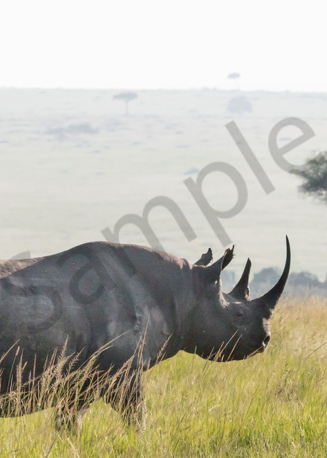 Profile, black rhino photo from African safari for sale | Barb Gonzalez Photography