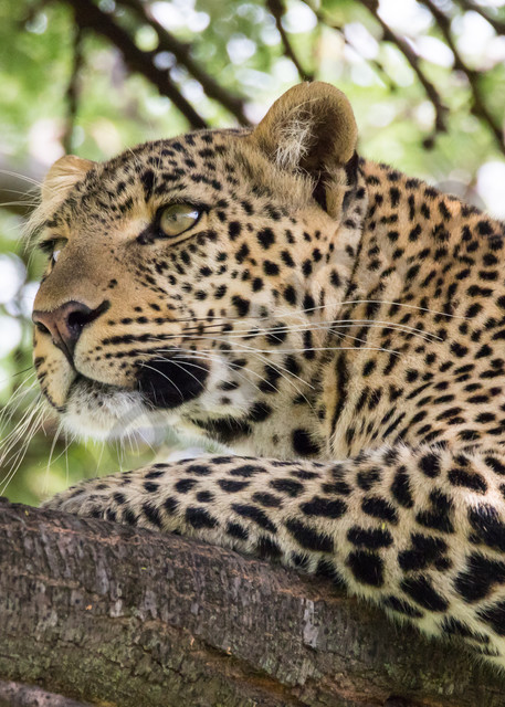 Leopard In Tree Photography Art | Barb Gonzalez Photography