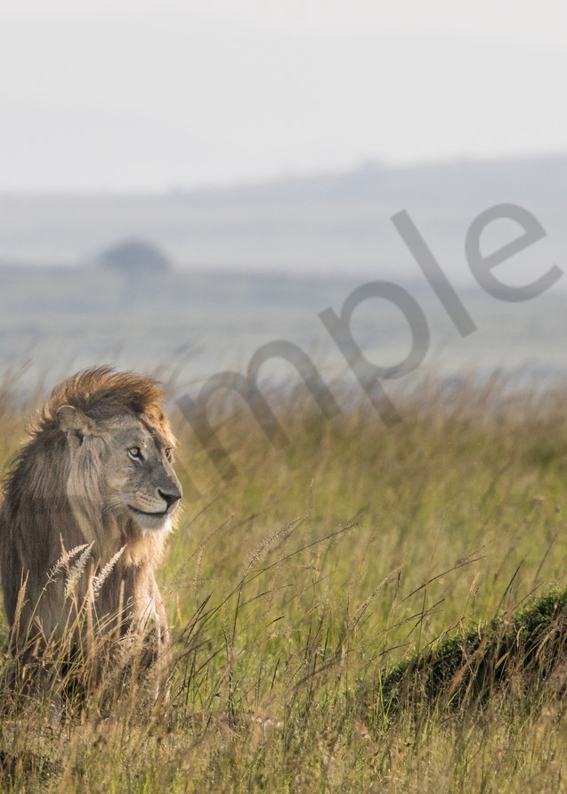 Wind blows through this African Lion's mane in this photo for sale by Barb Gonzalez Photography.
