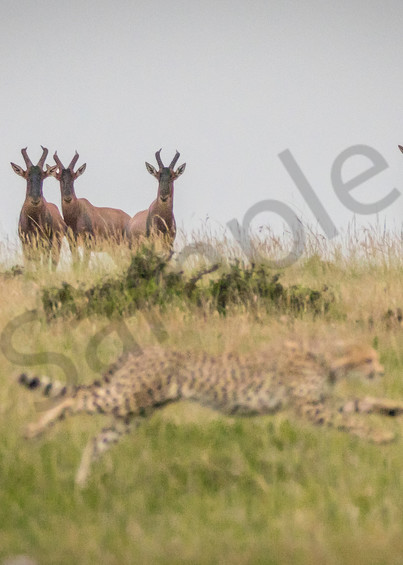 Topi Watching Cheetah Hunt Photography Art | Barb Gonzalez Photography