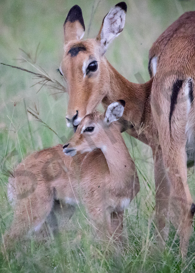 Impala Mother And Baby Photography Art | Barb Gonzalez Photography