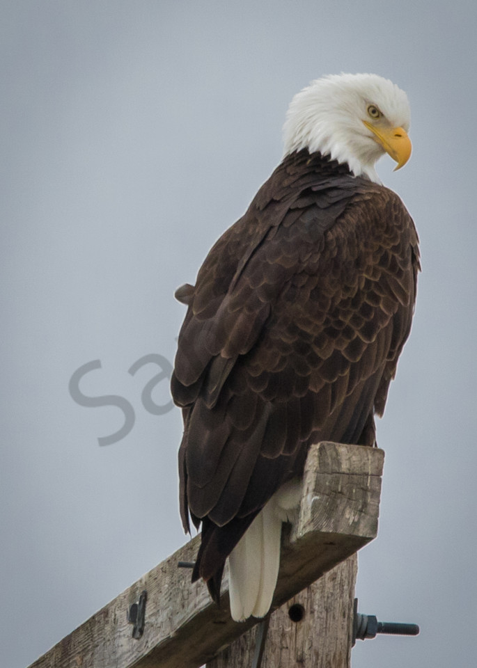 Watching My Back Bald Eagle Photography Art | Barb Gonzalez Photography