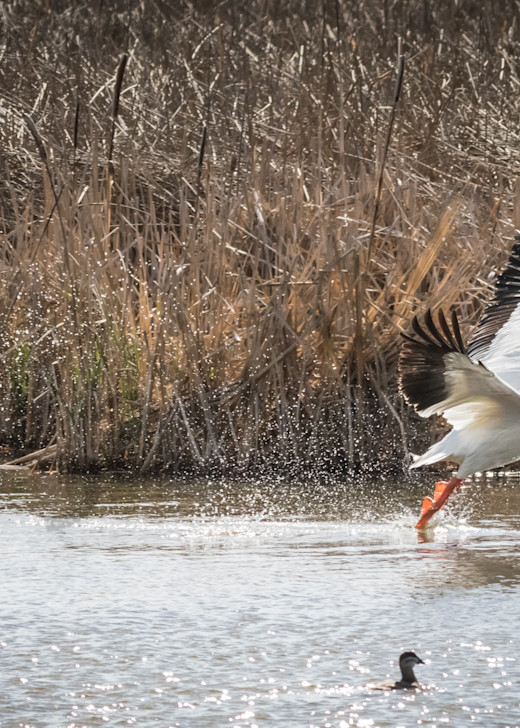 White Pelican Takeoff Photography Art | Barb Gonzalez Photography