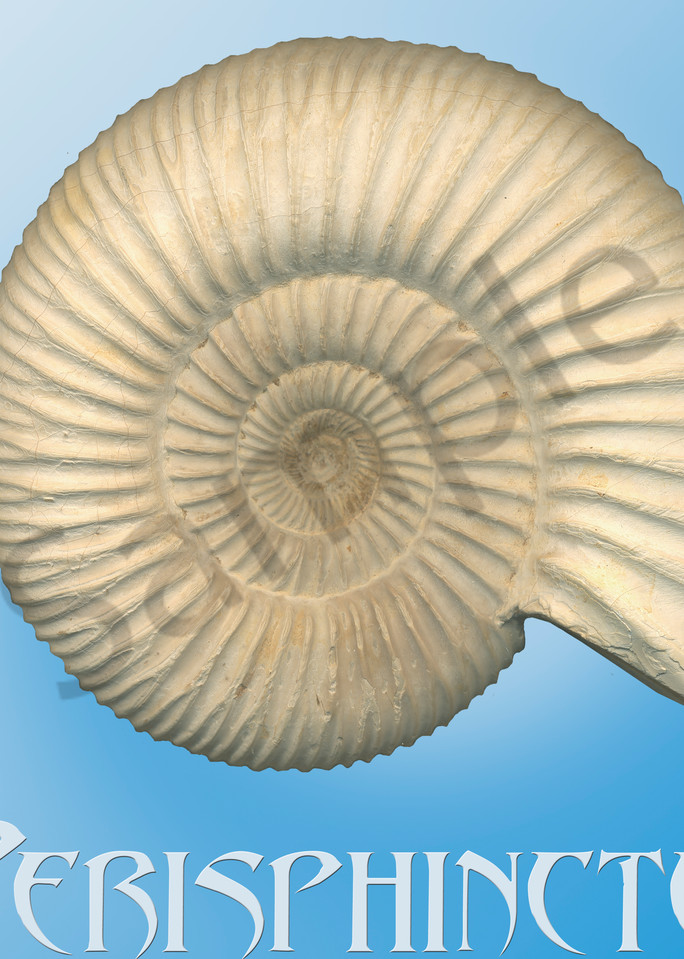Perisphinctes Ammonite
