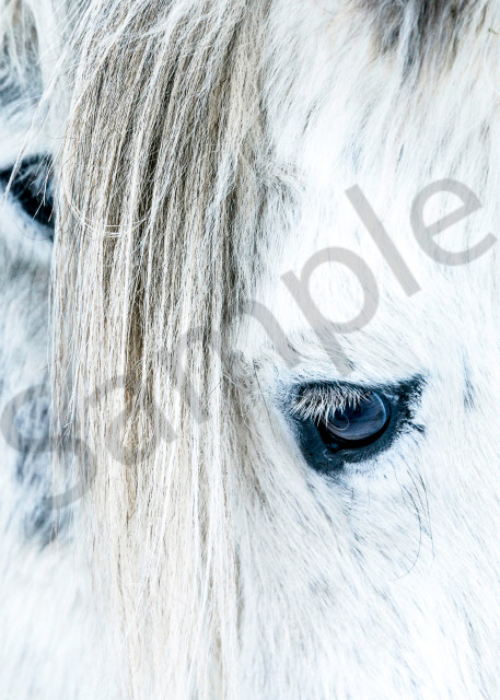 Fine art photograph of two white horses with big mane, close-up of head