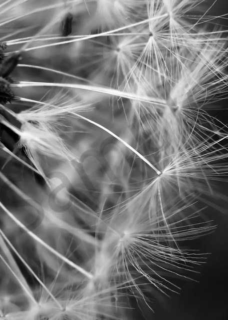 Abstract black & white photograph of dandelion fluff for sale as fine art by Sage & Balm