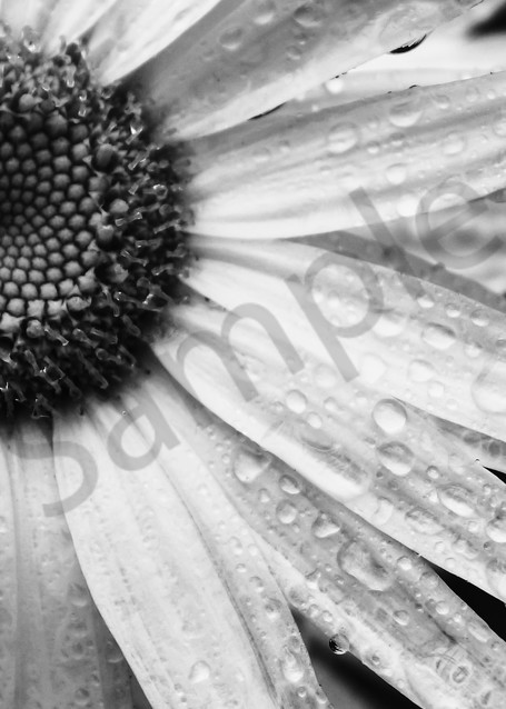 Black & white photograph of a daisy covered in rain drops for sale as fine art by Sage & Balm