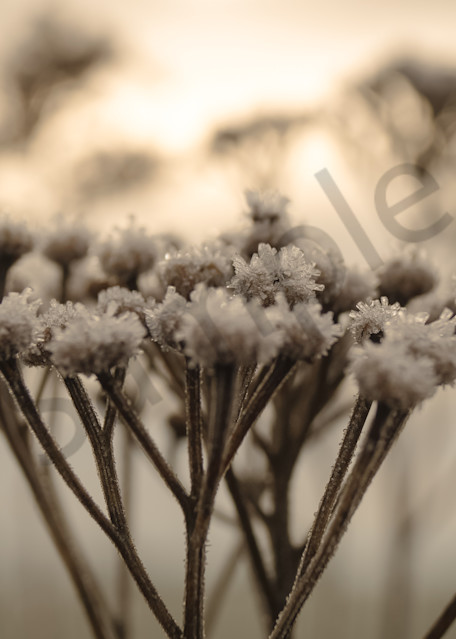 Conceptual & abstract floral macro photograph of frost on yarrow flowers in a winter sunset, for sale as fine art by Sage & Balm