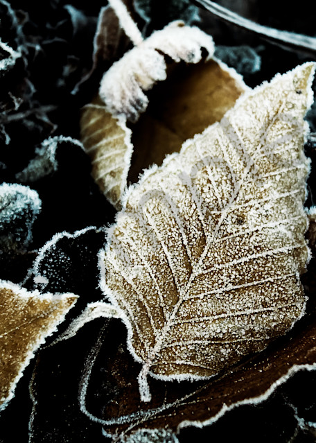 Frosted Beech Leaves Photography Art | Sage & Balm Photography