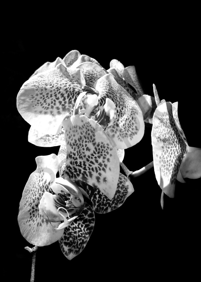 Black & white abstract floral photograph of orchids in still life, for sale as fine art by Sage & Balm