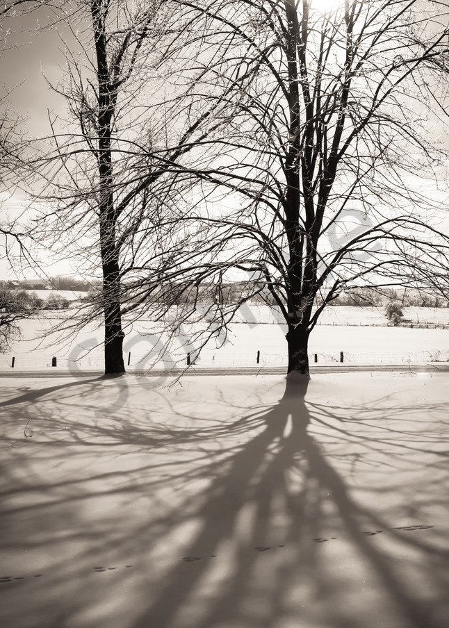 Black & white photograph of a Maple tree casting a shadow in winter, for sale as fine art by Sage & Balm