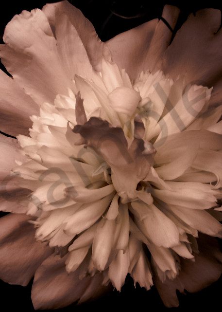 Floral photograph of a moody, light pink peony and black background, for sale as fine art by Sage & Balm