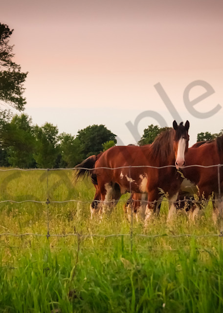 Color country & ruralscape photograph of horses in a rural Ontario farmer's field at sunset, for sale by Sage & Balm