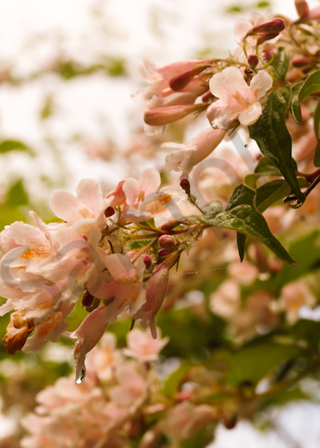 Floral photograph of pale pink abelia Honeysuckle blossoms, for sale as fine art by Sage & Balm
