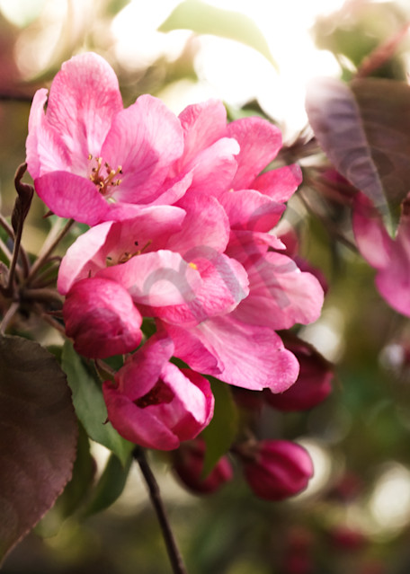 Floral photograph of dark pink cherry blossoms in spring, for sale as fine art by Sage & Balm