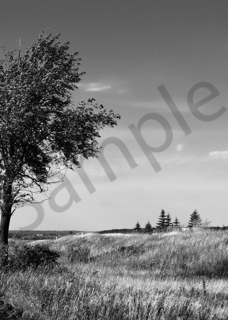 Tree in rural Ontario photograph in black & white for sale as fine art | Sage & balm Photography