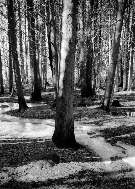 Black & white forest photograph with a river of ice for sale as fine art by Sage & balm