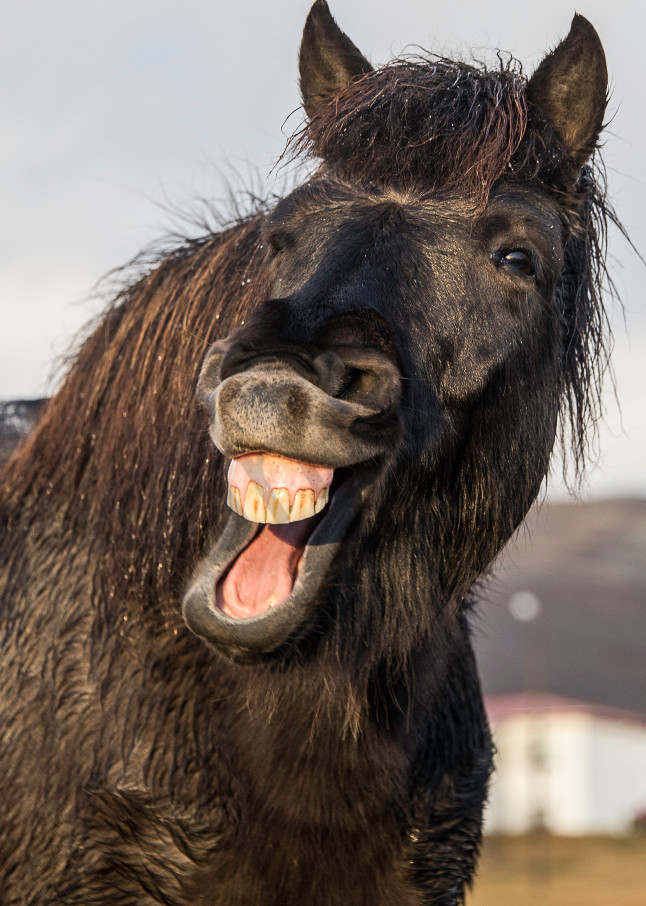 Art photograph of black Icelandic horse with mouth open and funny look