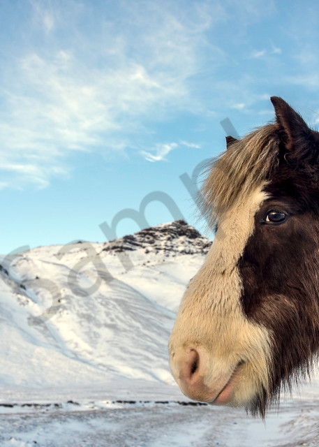Brown and white Icelandic horse in winter landscape in a fine art photograph