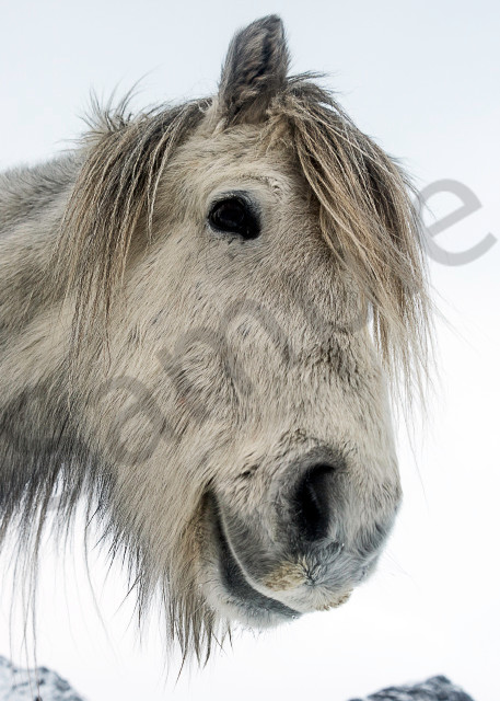 Gray white Icelandic horse from below with white sky, in art photograph