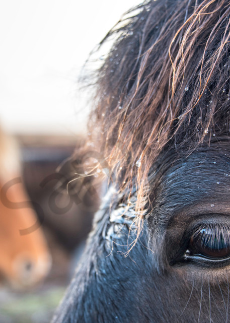 Black horse with water droplets on mane with two horses in background, photograph art print