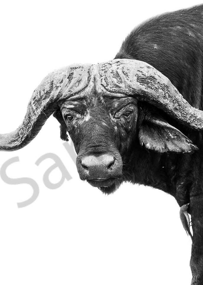 African buffalo facing camera with white background