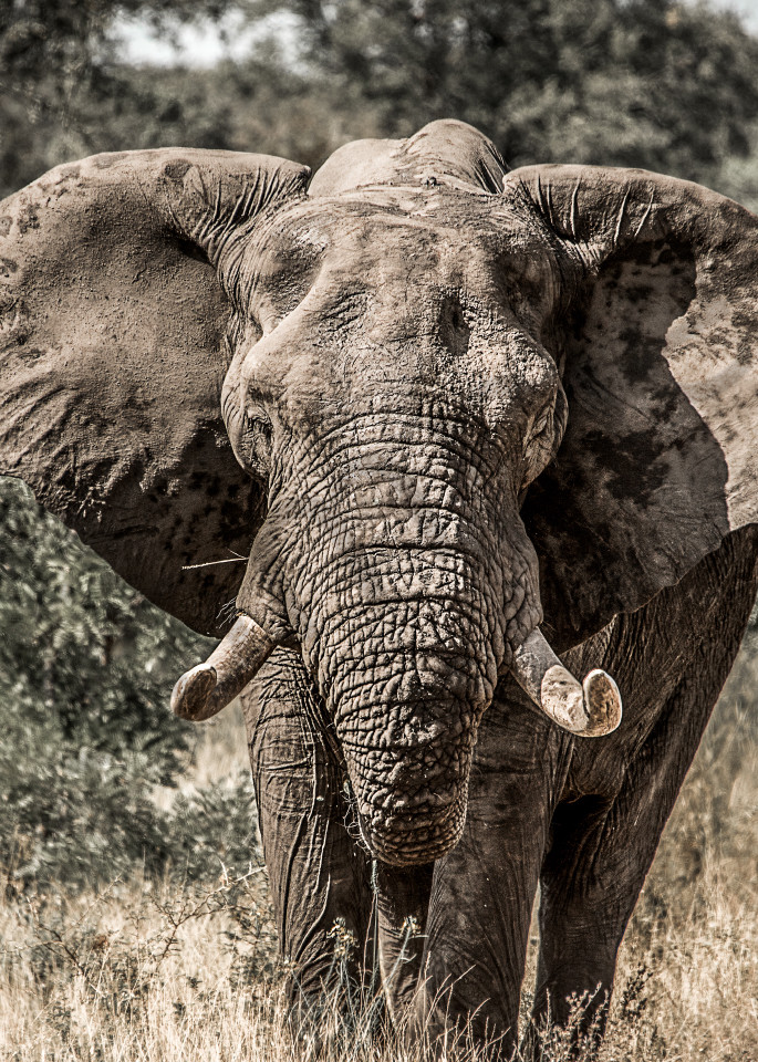 An African bull elephant with big tusks facing camera, in photograph art