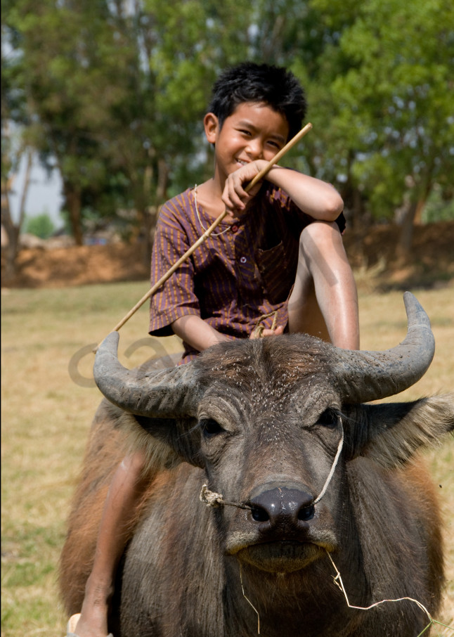 photograph art print of boy posing on buffalo