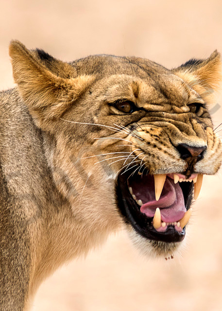 Photograph art print of female lion with angry expression and exposed teeth.